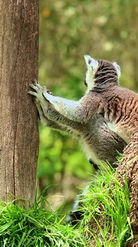 Lemur resting while leaning against a tree.