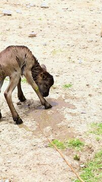 Mouflon lamb shaking off water.