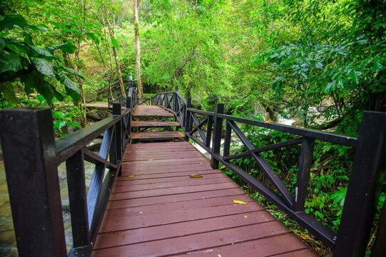 Wooden boardwalk trail winding through lush green forest surrounded by trees and foliage