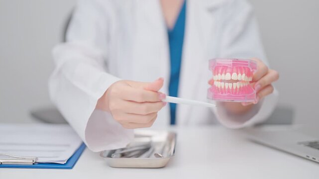 Dentist with tooth Anatomy model. Oral Teeth and disease, Scrape off tartar. March Oral health, Dentist Day, False Teeth. Toothache and Children Dental Health Month and Orthodontic Health Day