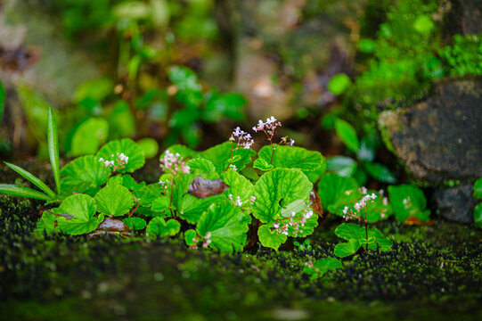 Close-up of green aquatic plants with small white flowers growing in water
