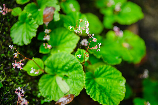 Close-up of flowering plant with green leaves and tiny pink blossoms