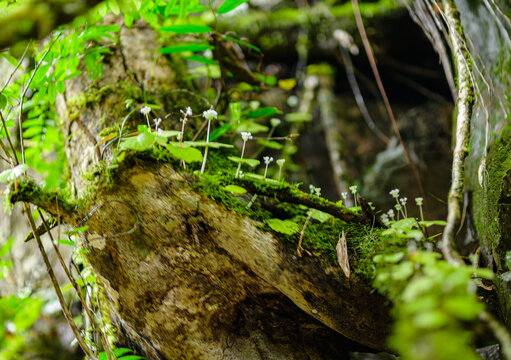 Close-up of moss and small plants growing on tree trunk in forest setting