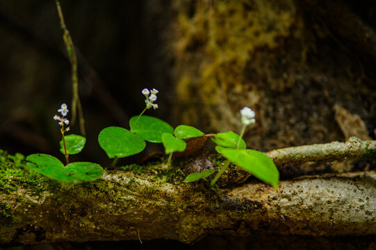 Tiny white flowering plants growing on mossy wood in a natural forest setting