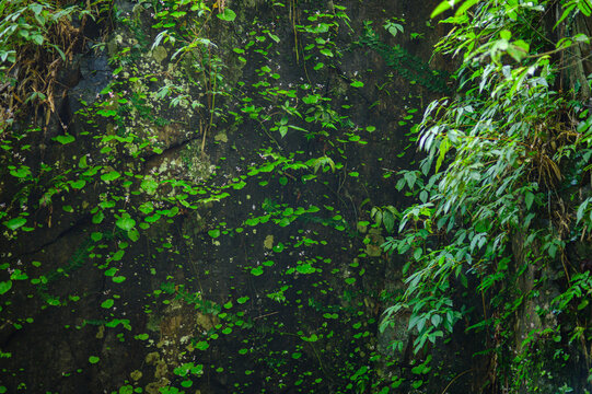 Lush Green Jungle Wall with Diverse Leaf and Plant Growth in Tropical Forest