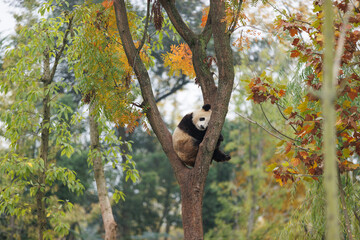 Giant pandas sleeping  in the zoo © lzf