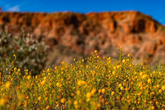 blooming yellow flowers in a red rock outback landscape