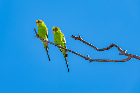 two native birds, budgerigars sitting on a branch against a blue sky