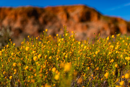 blooming yellow flowers in a red rock outback landscape