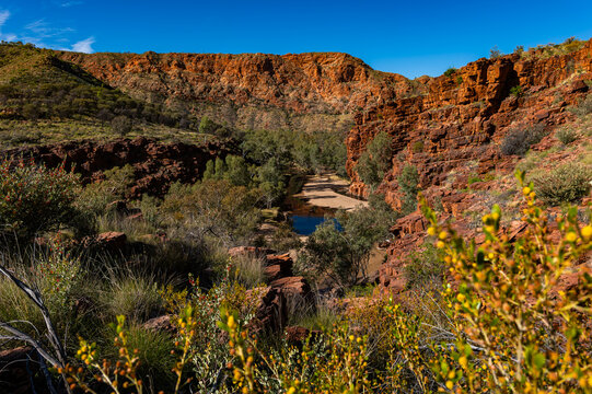 gorge and blooming flowers in a red rock outback landscape