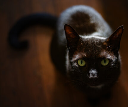 Close-up of a sleek black cat with vivid green eyes, gazing upwards