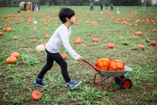 Happy Child Pushing Wheelbarrow with Pumpkins in a Patch