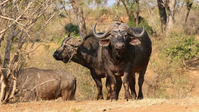 Large African buffaloes (Syncerus caffer) standing in natural habitat, Kruger National Park, South Africa