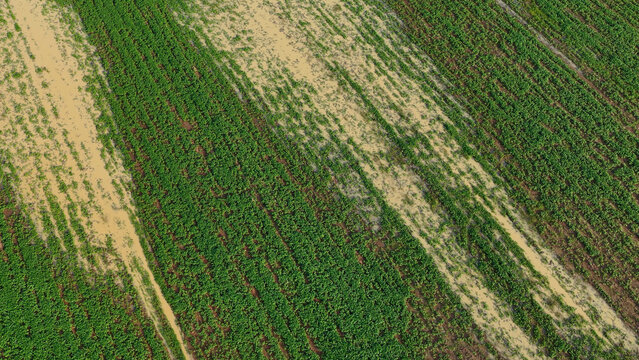 Aerial Top Down View of Green Crops and Flooded Soil