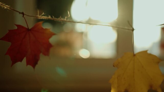 Close up view of vibrant red and yellow maple leaves hanging on a string indoors, gently swaying as warm sunlight from a window illuminates them with a beautiful lens flare