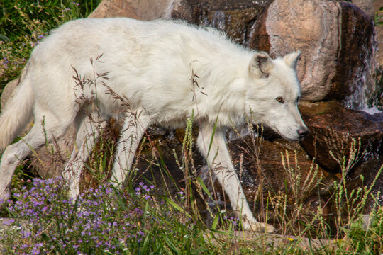 Arctic wolf walks through grass beside rocks and a small waterfall