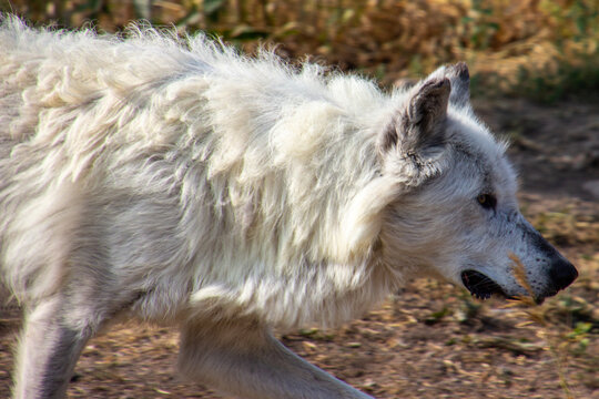 White wolf walking across a forest floor in daylight