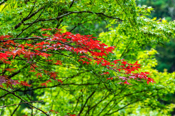 青々とした木々の中に鮮やかに色づいた紅葉の枝葉 © MORIO
