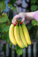 Woman's hand with red painted nails holding a fresh ripe bunch of yellow bananas, showing healthy eating and natural fruit in an outdoor setting © somemeans