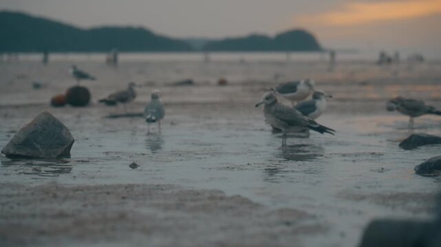 Seagulls Searching for Food on Stony Beach at Coast during Sunset