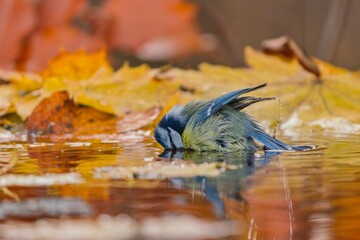 A blue tit bathes in a forest pond. A cute blue tit in the nature habitat. Wildlife scene with a colorful titmouse.  Cyanistes caeruleus © Monikasurzin