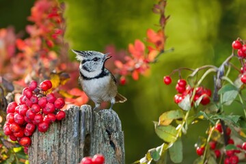 A crested tit sits on a tree stump and eats fallen rowan berries. A cute crested tit in autumn forest.  Lophophanes cristatus © Monikasurzin