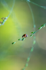 Small ladybug crawling on thin green grass stem in field © wannasak