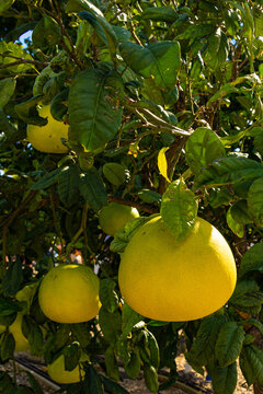 Ripe pomelo fruits growing on a tree in Cyprus
