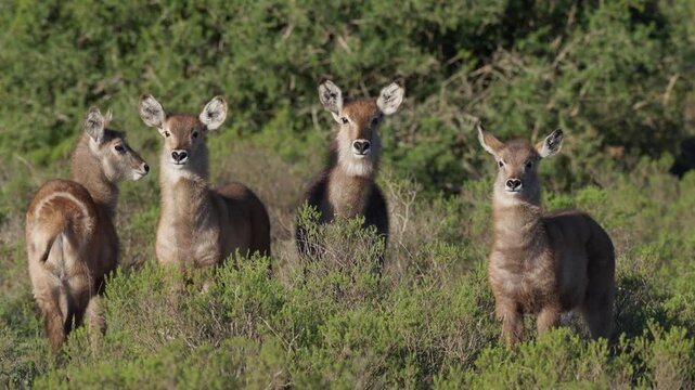 Female waterbuck (Kobus ellipsiprymnus) stand in natural veld near Gqeberha, Eastern Cape, South Africa, in their native African grassland habitat.