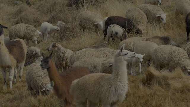 Mixed herd of llamas, alpacas, and wool sheep grazing on dry ichu grass slopes in the Andean highlands. Pastoral livestock b-roll filmed in Peru.