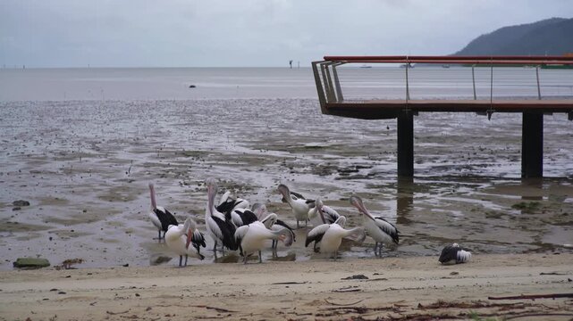 A flock of Australian pelicans stands and preens on a wet mudflat beneath a waterfront viewing pier in Cairns, with the sea and a green headland behind, Static Shot