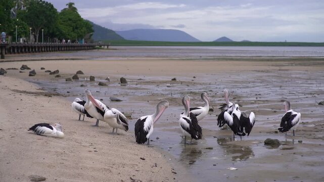 A group of Australian pelicans rests and preens on a wet tidal mudflat along the Cairns waterfront, with trees, a boardwalk and mountains behind, Static Shot