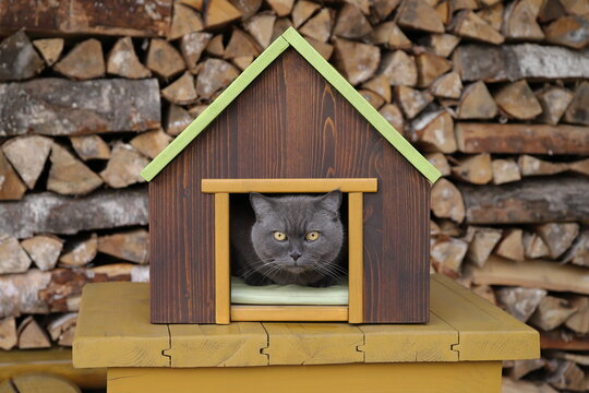 A grey cat is sitting in a pet house that is placed on a yellow wooden table, with a woodpile of birch firewood in the background.	