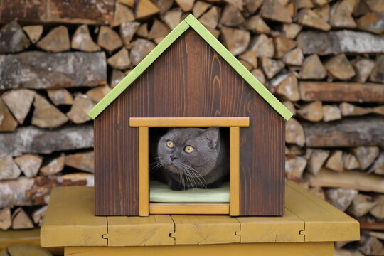 A grey cat is sitting in a pet house that is placed on a yellow wooden table, with a woodpile of birch firewood in the background.	