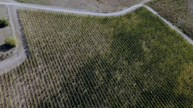 Grapevine plot in the Bordeaux wine area of Gironde, France, seen from directly above, with a gravel farm track bending around two edges and shrubs at the corner.