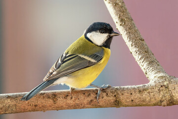 Sikorka bogatka (Parus major)  © Janusz Lipiński