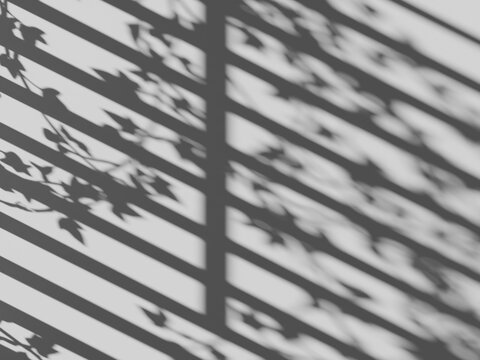 Shadow of window blinds and climbing ivy leaves on a wall