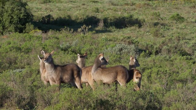 Female waterbuck (Kobus ellipsiprymnus) stand in natural veld near Gqeberha, Eastern Cape, South Africa, in their native African grassland habitat.