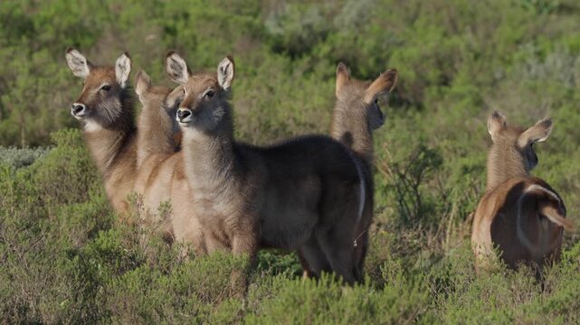 Female waterbuck (Kobus ellipsiprymnus) stand in natural veld near Gqeberha, Eastern Cape, South Africa, in their native African grassland habitat.