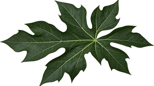 Deep green serrated papaya leaf with prominent veins and pointed lobes