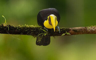 Goldkehltukan (Ramphastos ambiguus) © SBOR Naturfotografie