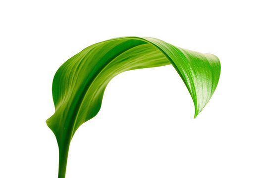 Elegant Green Leaf on Isolated Background
