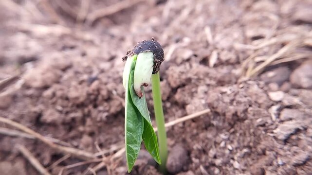 Long bean seedling with pale cotyledon green leaf and dark seed coat