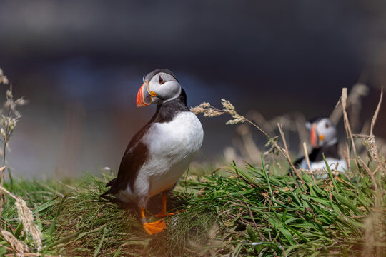 Atlantic puffin (Fratercula arctica) on the cliffs of Lunga in the Treshnish Isles in Scotland.