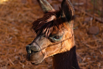 Close-Up Portrait of a Brown Alpaca With Shaggy Fur and Upright Ears © Savion