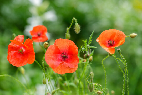  colorful red poppy flowers blooming in a garden