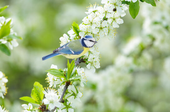 bird perching on branch with white flowers of blossom cherry tree. Blue tit. Parus caeruleus