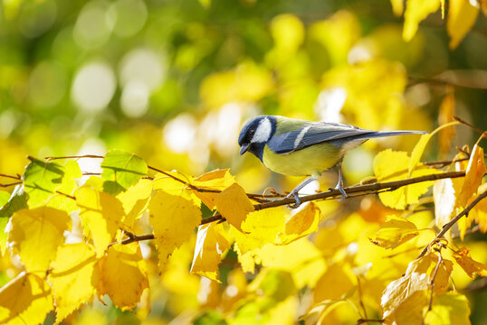little bird perching on branch of birch. The Great tit. Fall time. Parus major