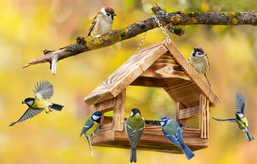 Flock of birds perching on a bird feeder with sunflower seeds on autumn background. Great tit, blue tit, sparrow © Nitr