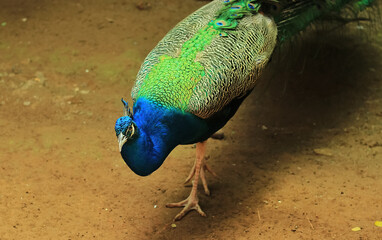 peacock displaying full feather tail with bright color and beautiful pattern. indian peacock has latin name Pavo cristatus © devmograph